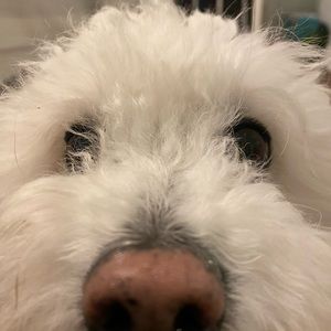 Meet your Posher, Kimlie